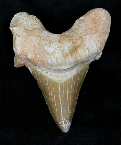 Otodus Shark Tooth Fossil - Eocene #22663
